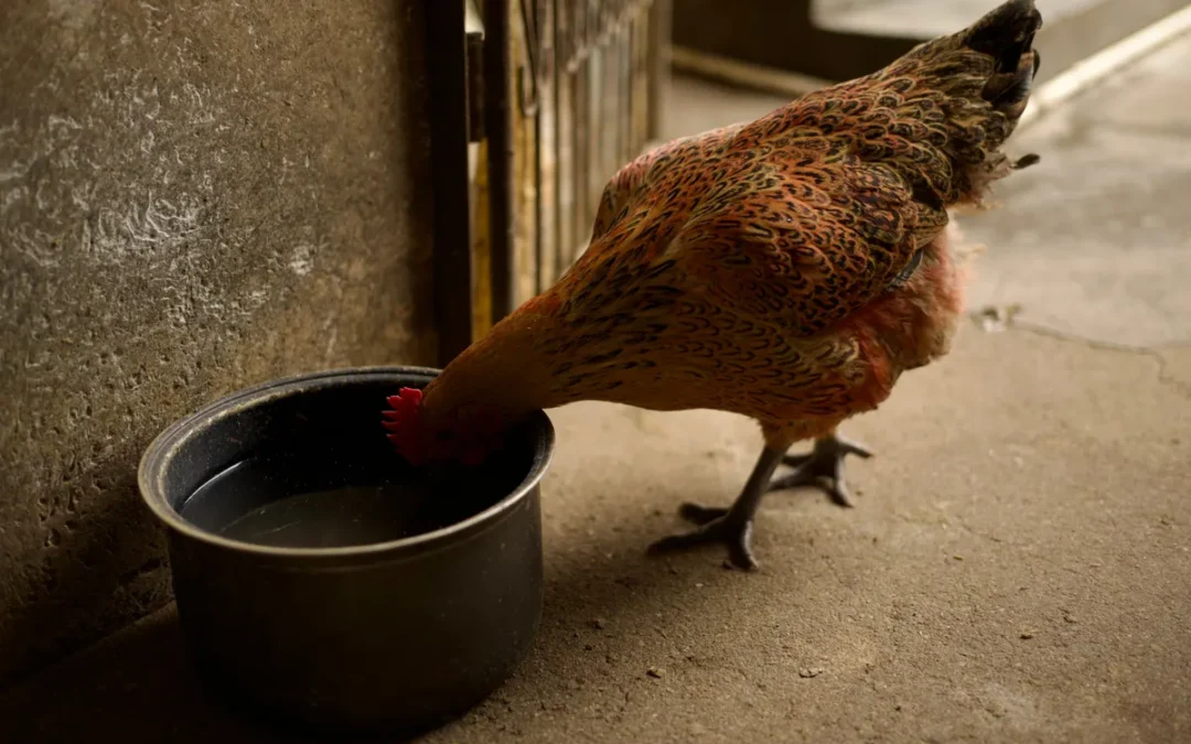 Best Chicken Waterer 2026: My 11 Picks After a Research Day