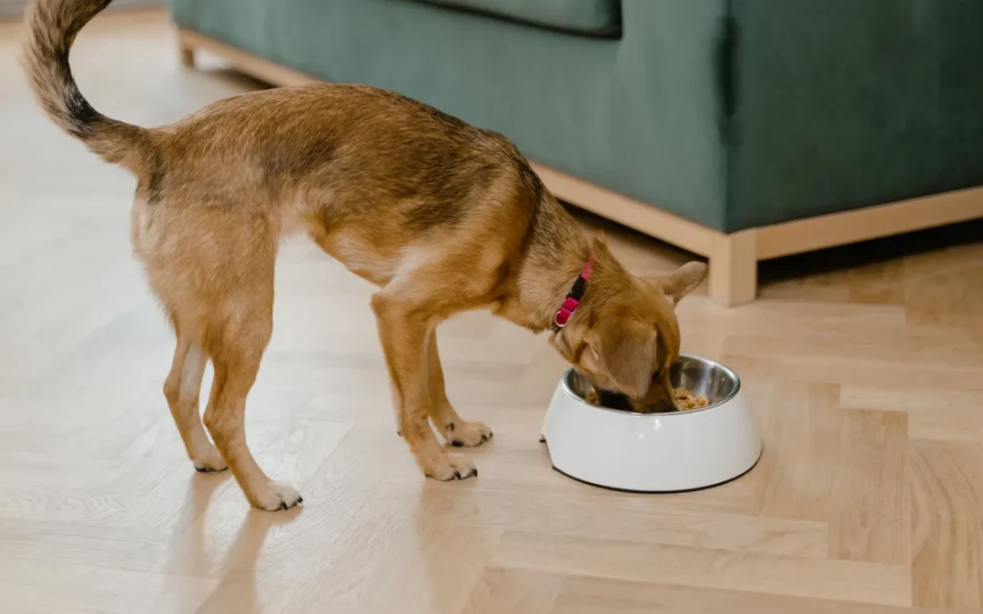 Best Dog Food for Chihuahuas 2026: My 11 Picks After Owning Several