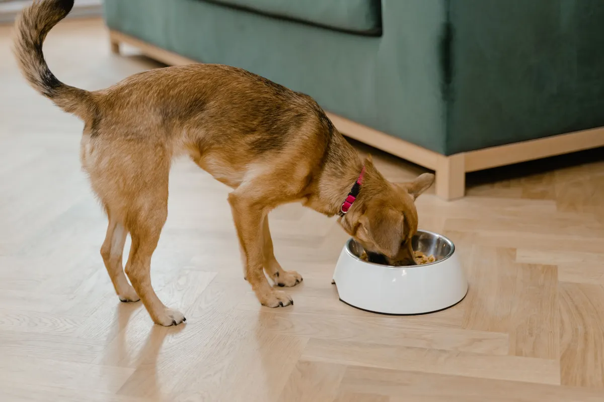 Chihuahua at its bowl, the dog food for chihuahuas question in one photo