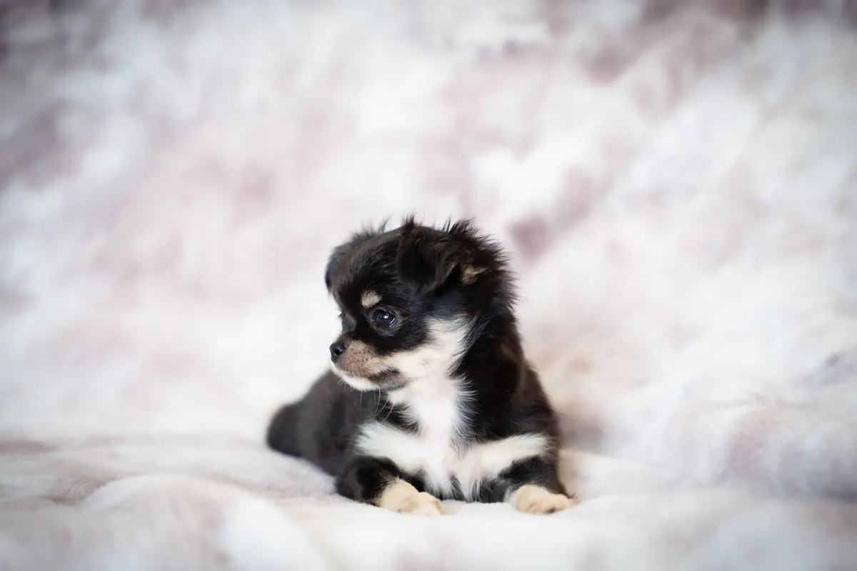 Chihuahua puppy, dog food for chihuahuas in small frequent meals