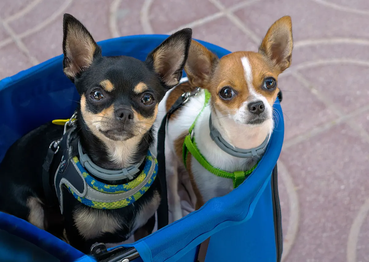 Senior Chihuahua, the dog food for chihuahuas question at the other end of life