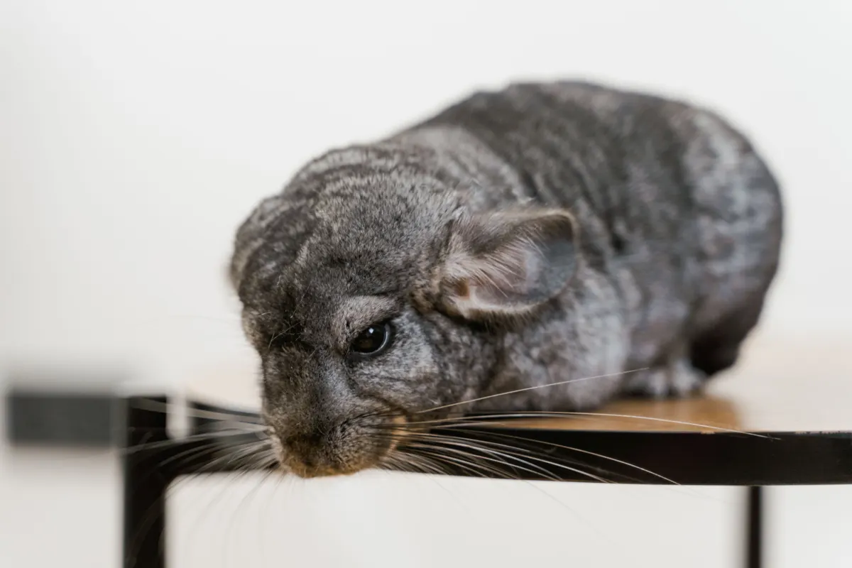 Long-tailed chinchilla at rest, the animal these cages are built around