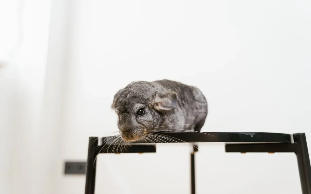 Chinchilla sitting up, the pet a chinchilla cage is built for