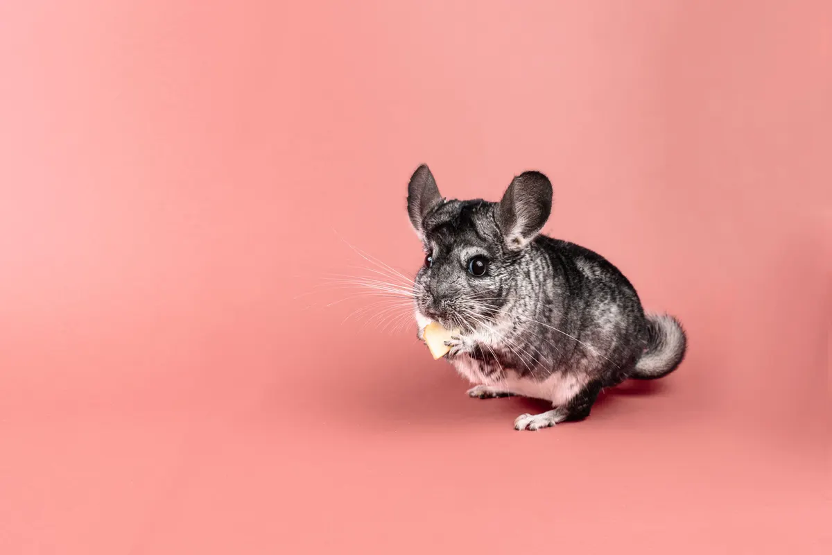Chinchilla eating, why a food shelf and a deep tray matter