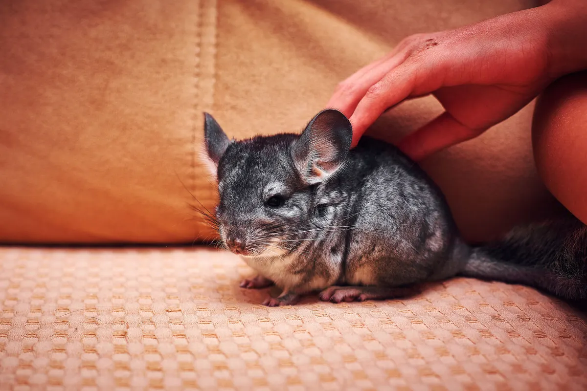Chinchilla perched on a ledge, why cage height matters
