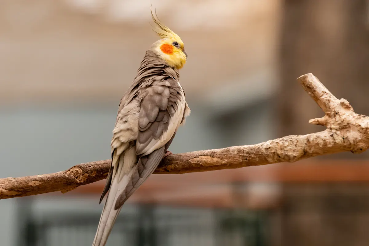 Cockatiel perched, the bird a cockatiel cage is sized around
