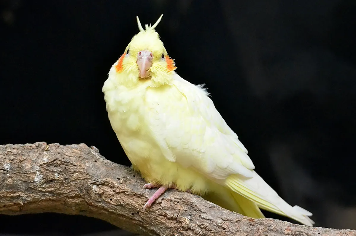 Cockatiel with wings open, showing the width a cockatiel cage needs