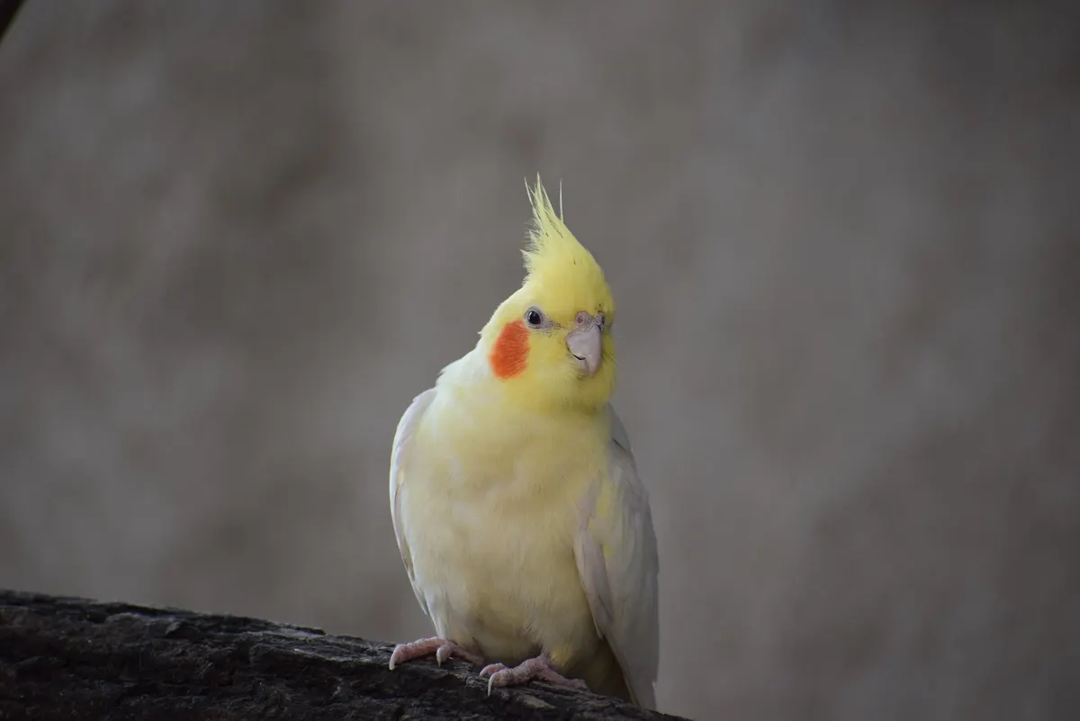 Two cockatiels together, the pair a larger cockatiel cage is bought for