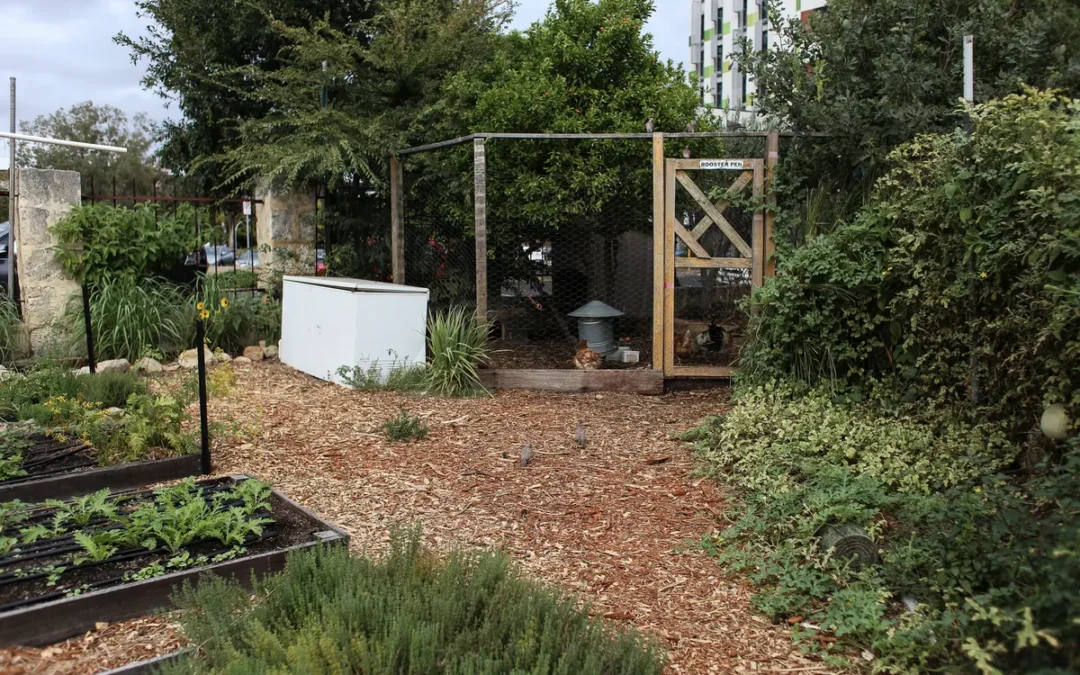 Best Chicken Coop for 10 Chickens 2026: My 10 Picks After a Research Day