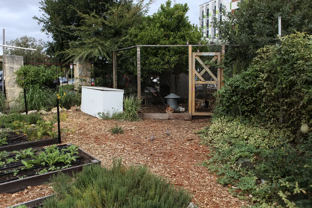 Wooden chicken coop with a run in a backyard, the shape most people picture for ten chickens