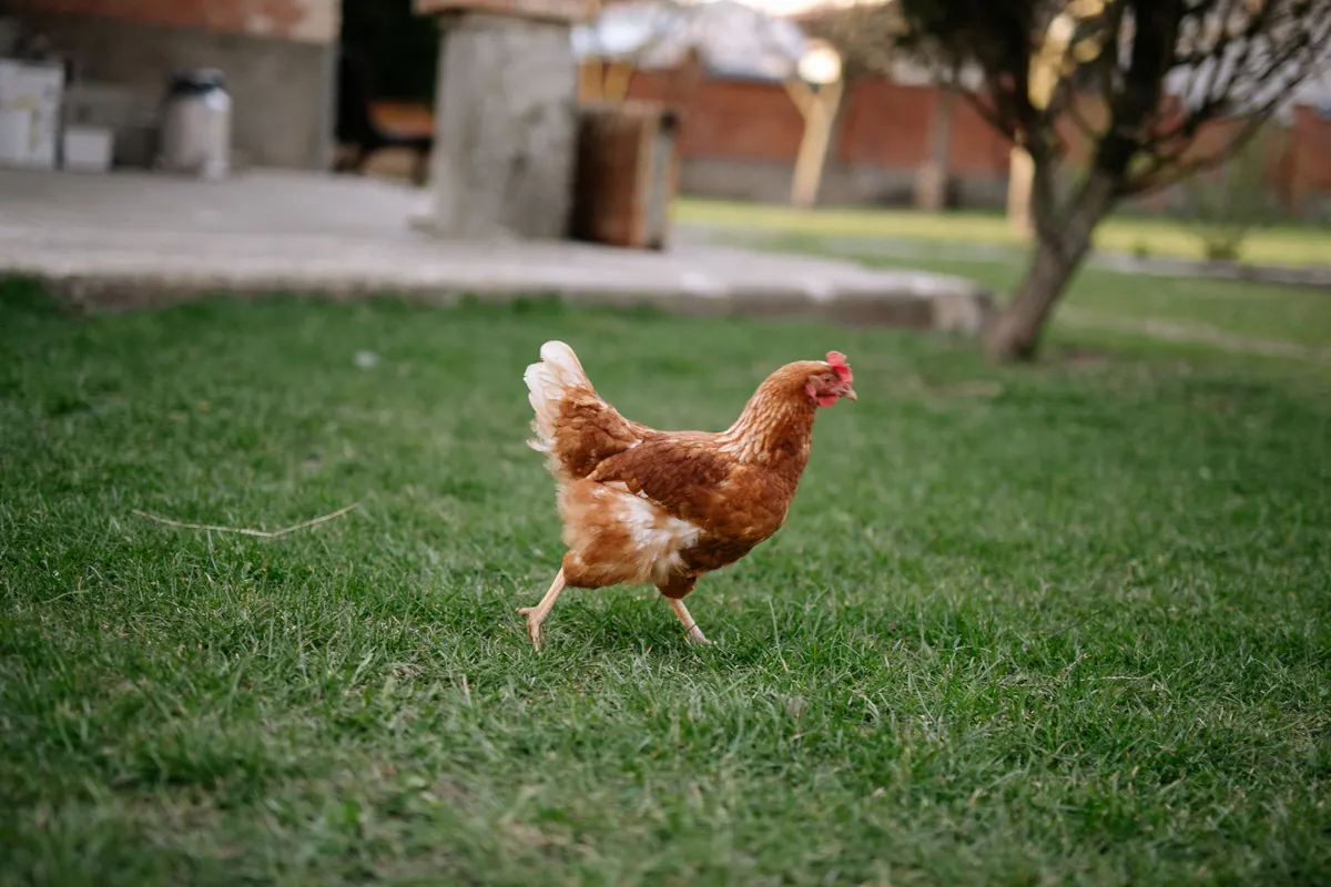 Hens out in a yard, the flock a chicken coop for 10 chickens has to hold