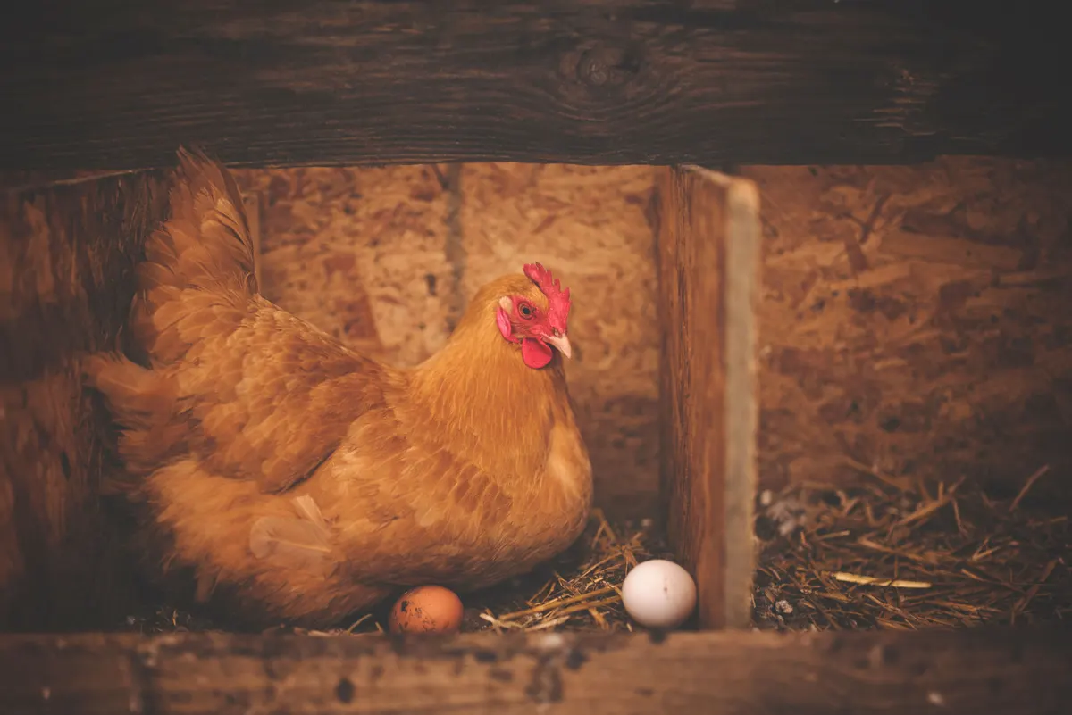 Eggs in a nesting box, the feature makers state by the box count