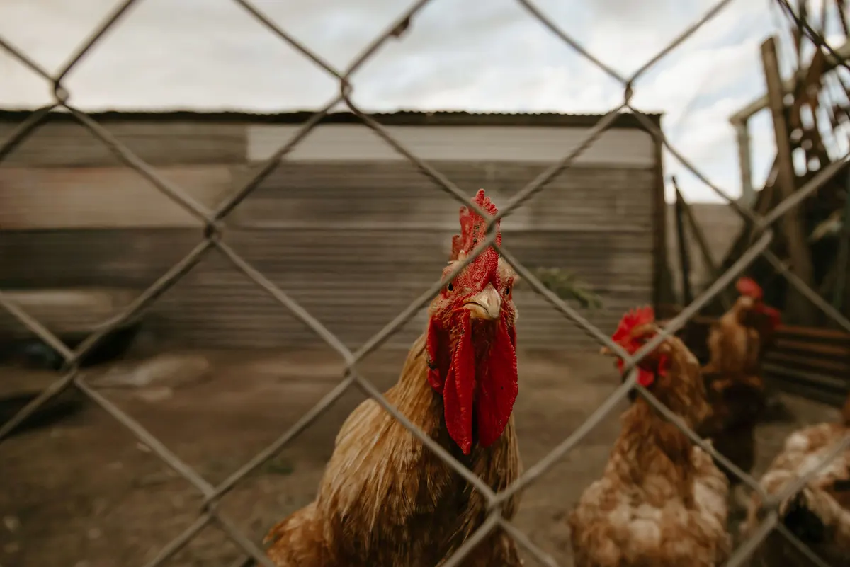 A walk-in chicken run with wire mesh sides and a covered roof