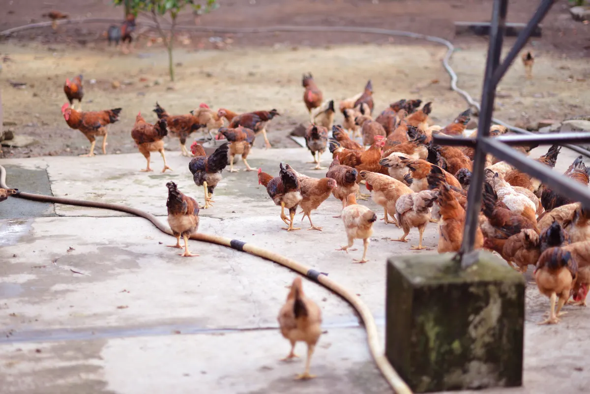 Hens filing out of a coop in the morning, the job a light sensor door does for you
