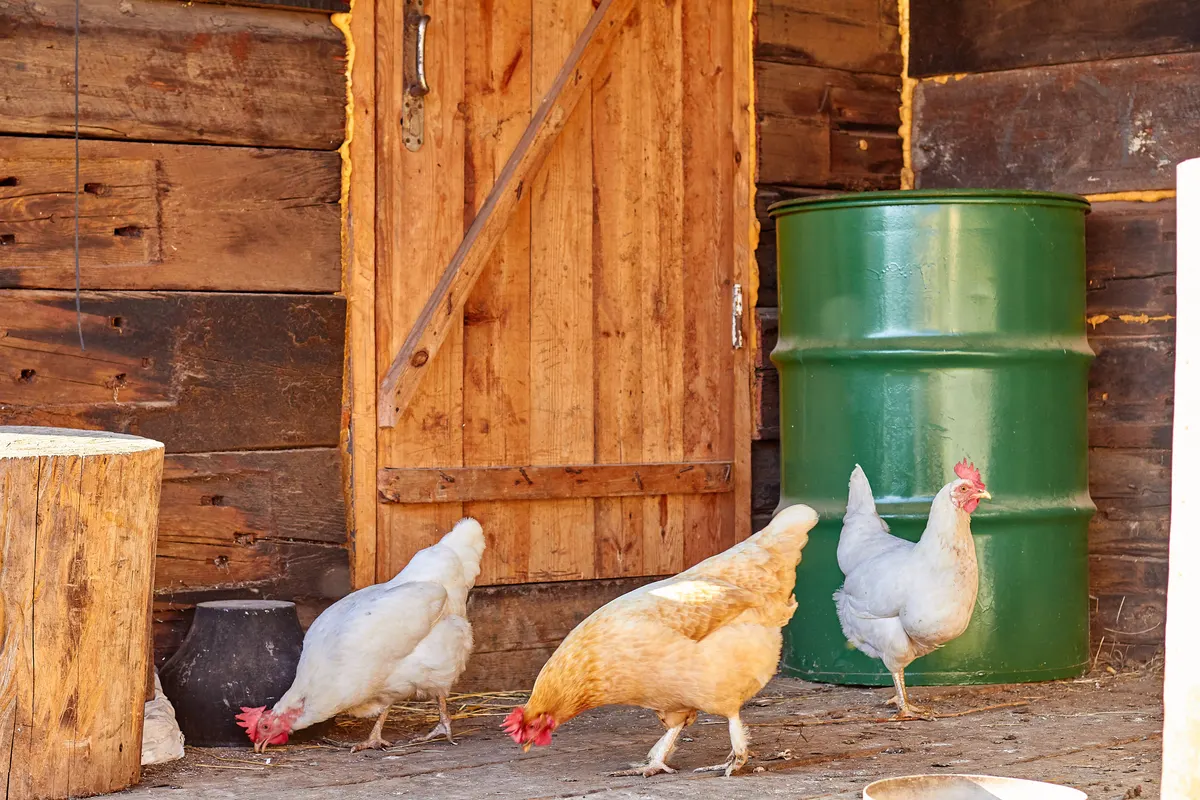A coop doorway, the opening an automatic chicken coop door has to cover