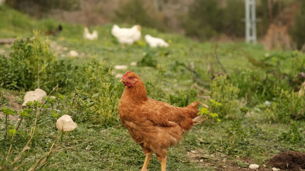 Backyard hens in a run, the flock an automatic chicken coop door protects at night
