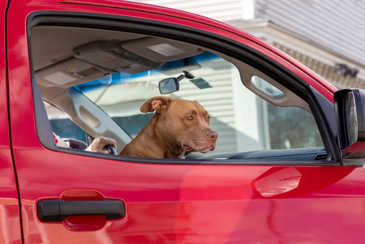 Does music help dogs with anxiety in the car, a dog riding and looking out of the window