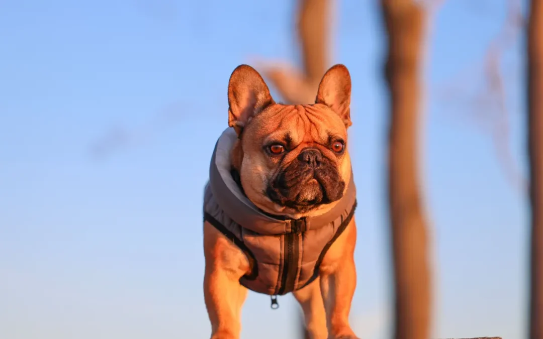 Dog in a body wrap, what a dog anxiety vest looks like on