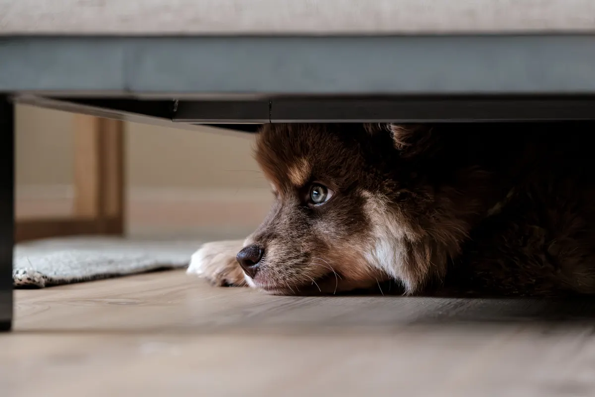 Dog hiding, the behaviour owners describe during fireworks