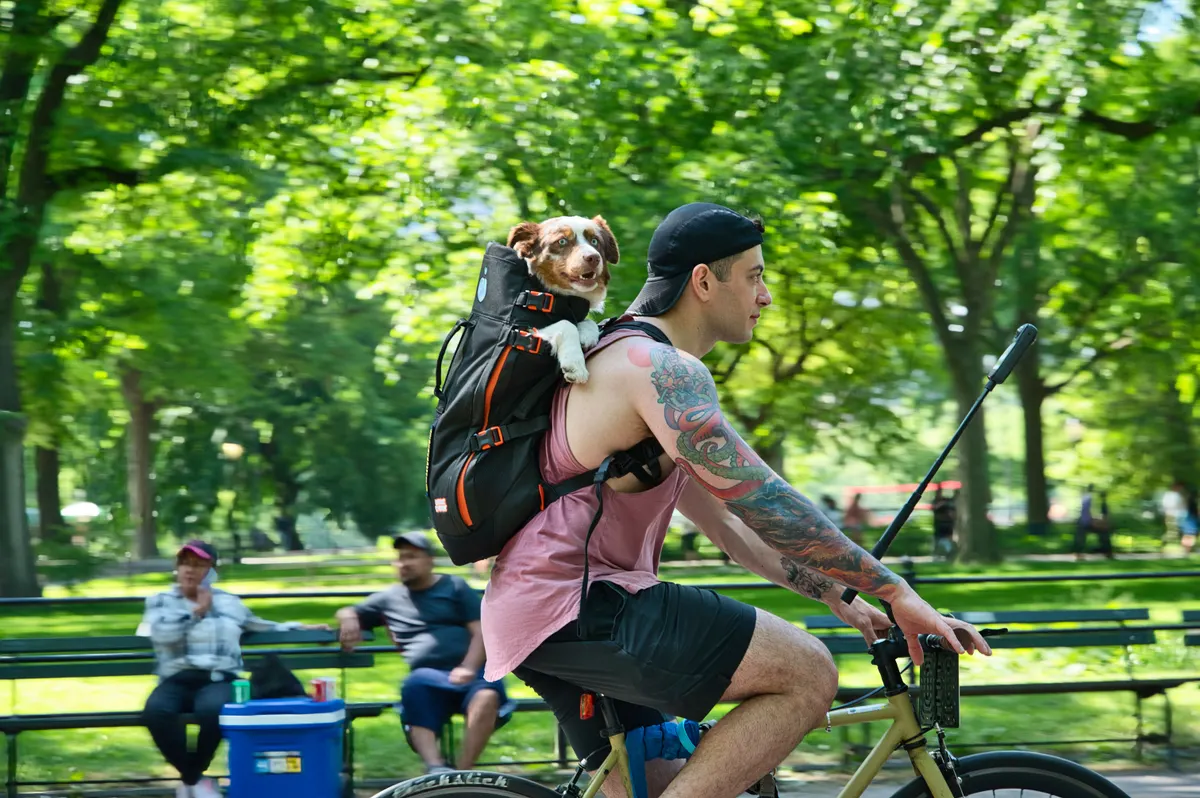 Dog riding in a backpack carrier on a bike ride