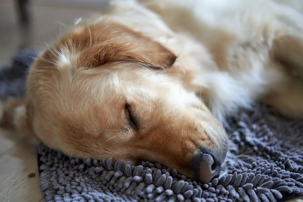 Calming donut dog beds for anxious sleepers
