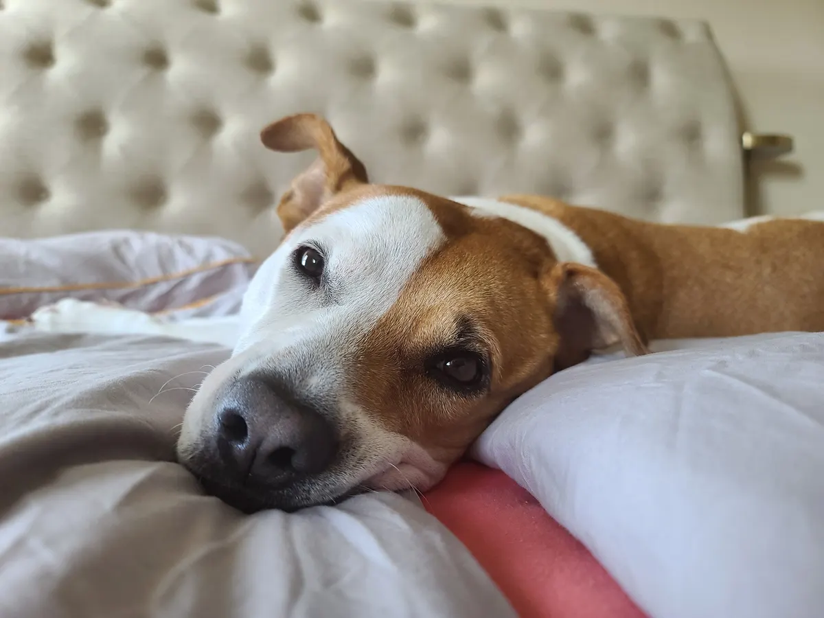 Orthopedic dog beds with a thick foam base