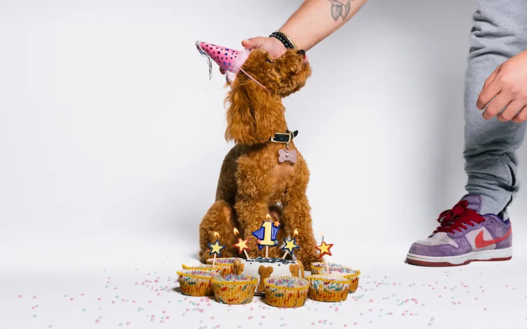 Dog birthday party ideas starting with a party hat and a dog sized cake