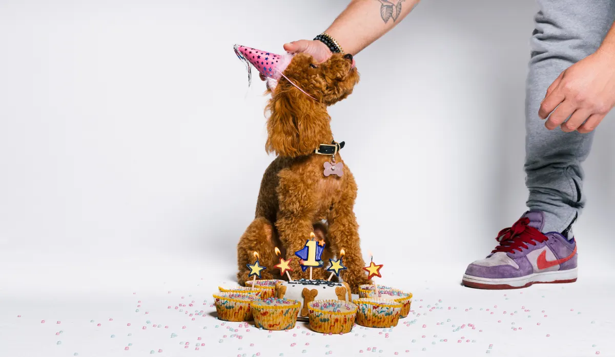Dog birthday party ideas starting with a party hat and a dog sized cake