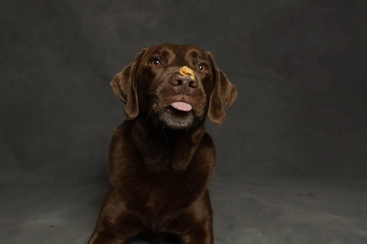 Peanut butter as the frosting on a dog birthday party cake