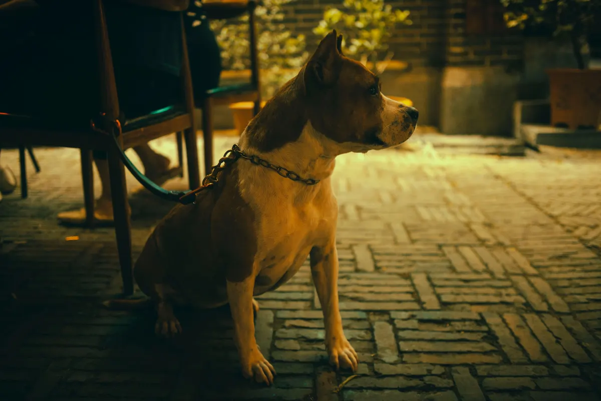 A dog out on a leash, away from home, for a dog birthday party