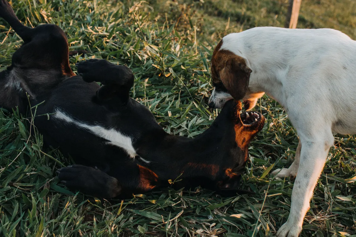 Dogs playing together in a fenced yard at a dog birthday party