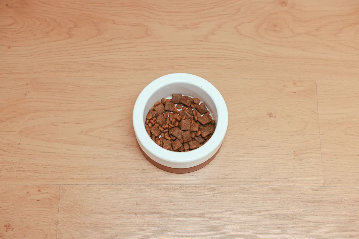 Ceramic pet bowl with an intact glaze
