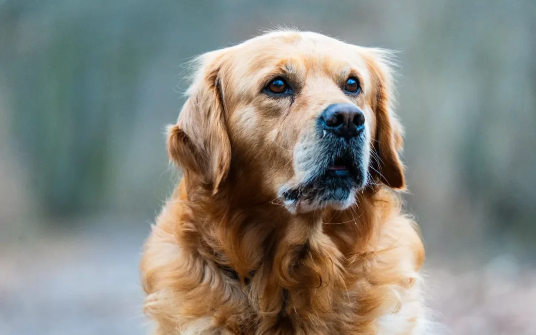Best Dog Brush for Shedding 2026: My 11 Picks After Owning Several