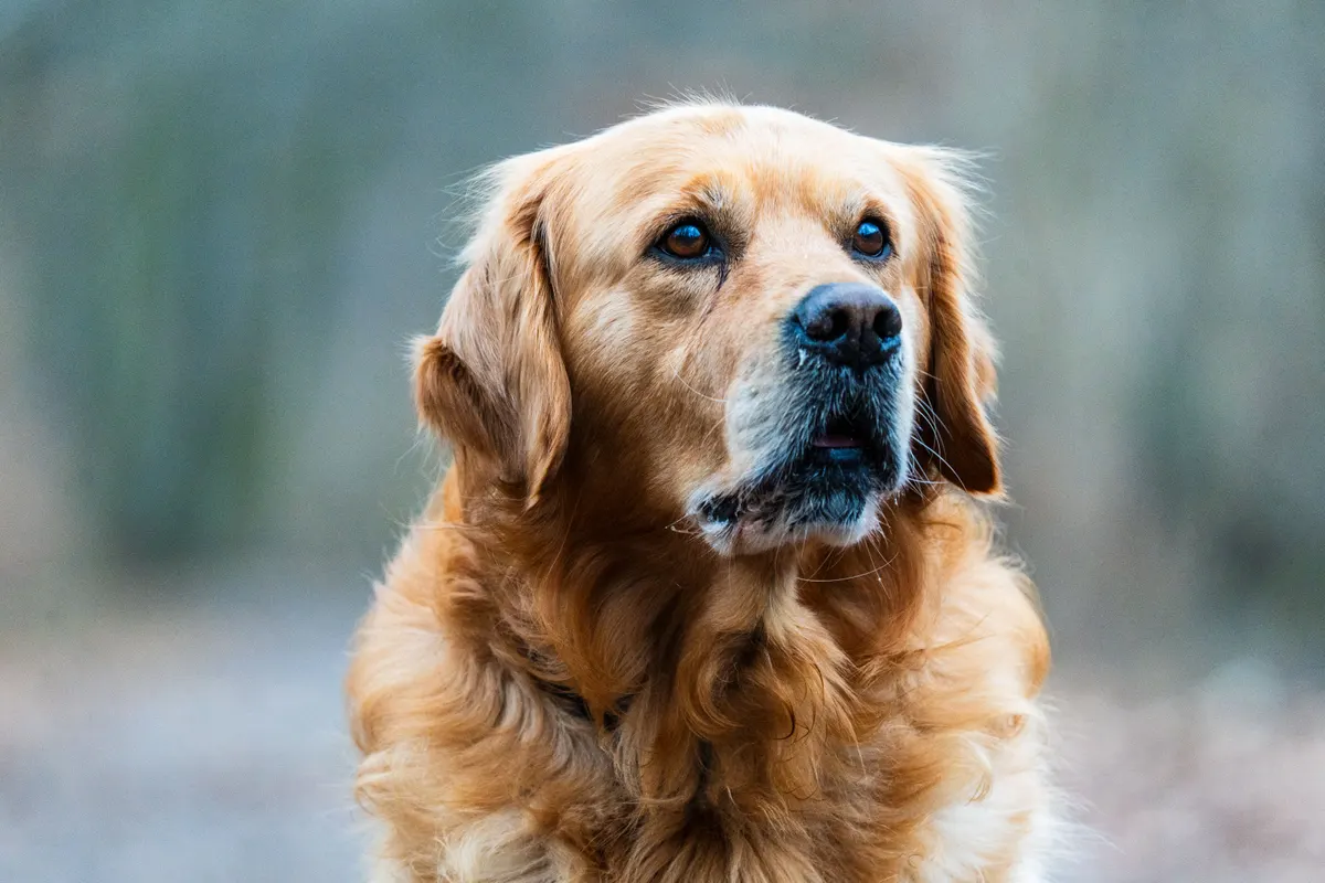 Brushing a Golden Retriever, the best dog brush for shedding at work