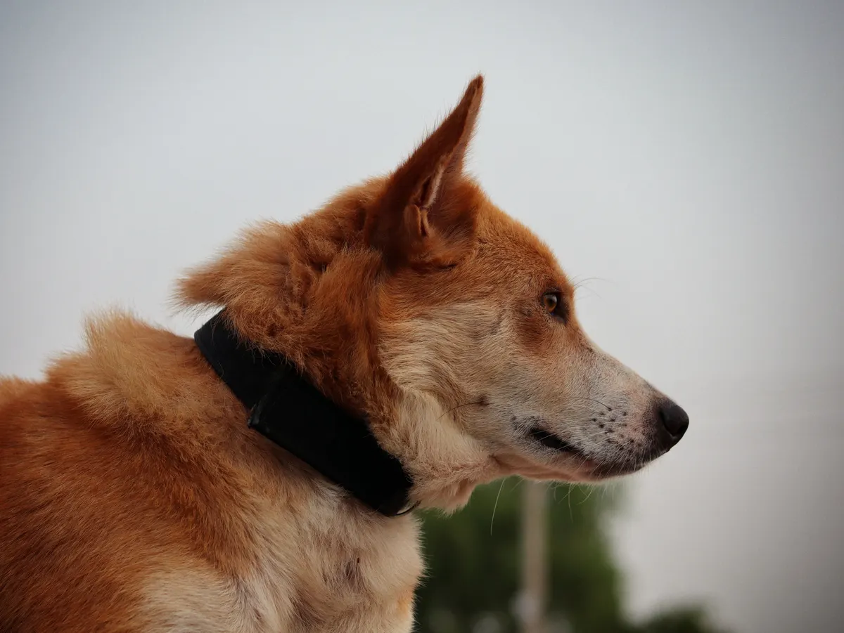 Dog wearing a collar outdoors, the receiver collar is the part of a wireless dog fence the dog notices