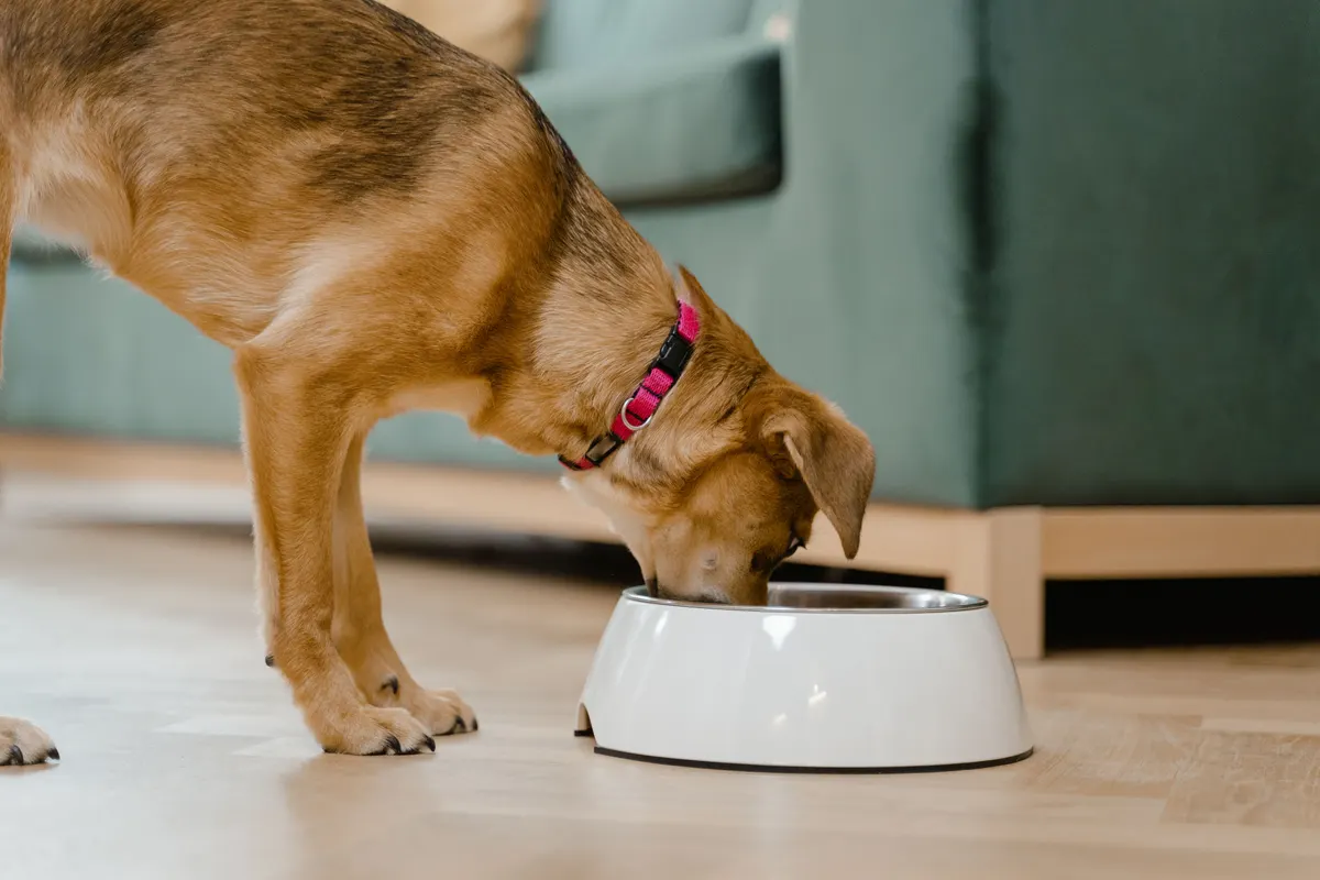 Bowl of dry kibble, the daily meal for a French Bulldog