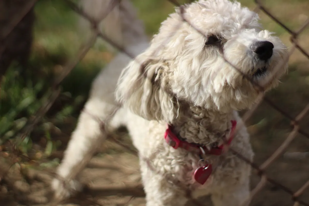 Fenced backyard with a dog, boundary for dog friendly backyard ideas