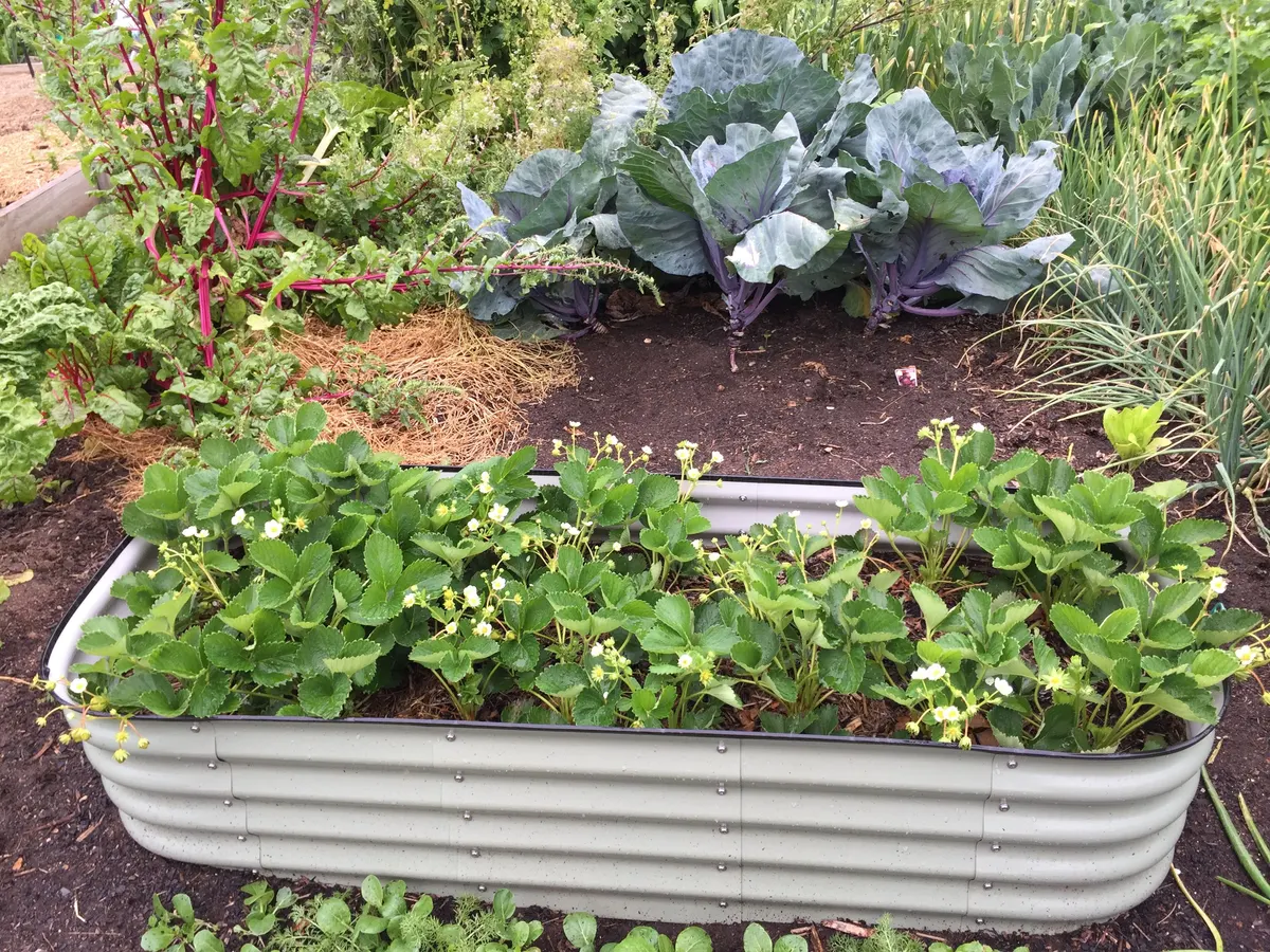 Raised garden bed beside a lawn in a dog friendly backyard