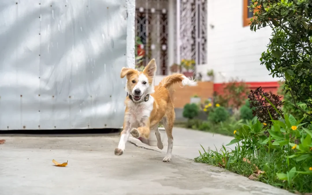 Dog running across a backyard, the starting point for dog friendly backyard ideas