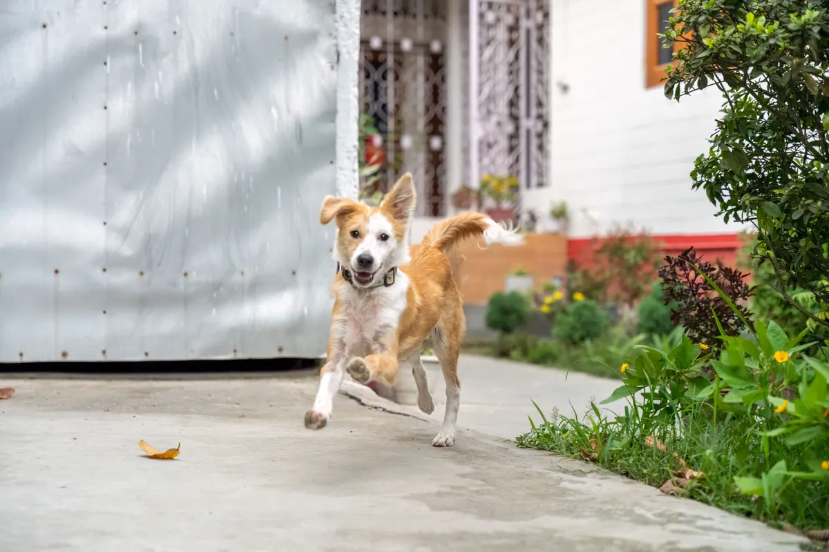 Dog running across a backyard, the starting point for dog friendly backyard ideas