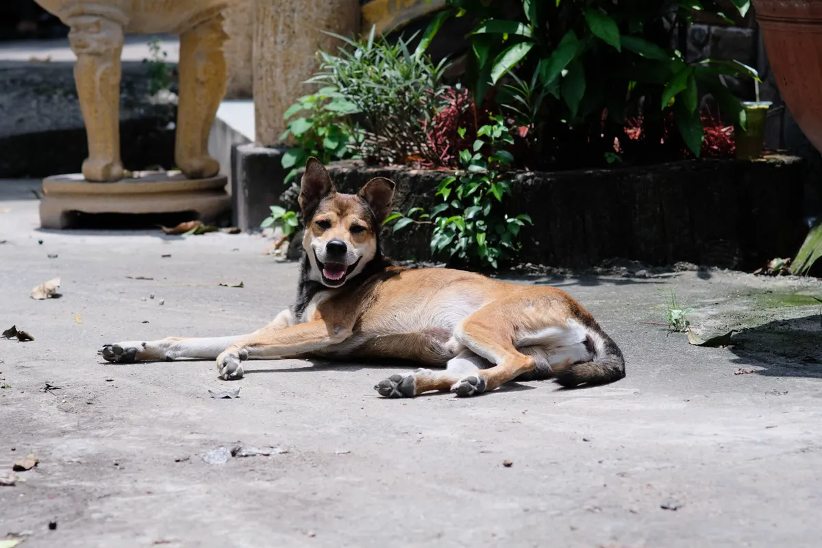 Dog resting in backyard shade under a cover