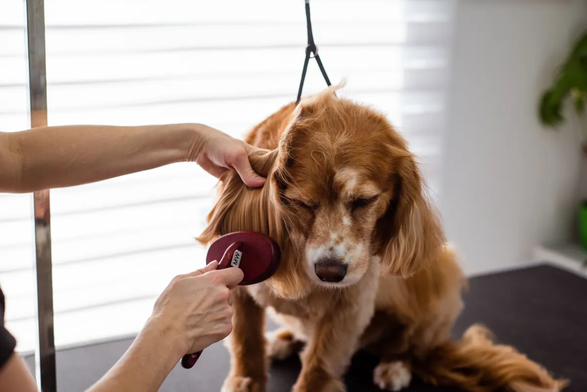 Brushed-out dog fur, the result of the right dog grooming supplies