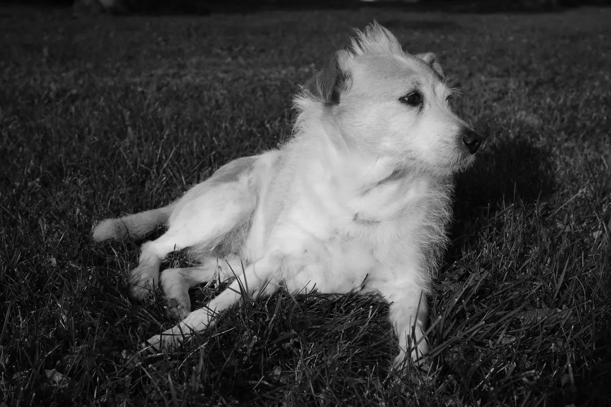 Dog sitting at the edge of the yard, where a wireless dog fence boundary would run