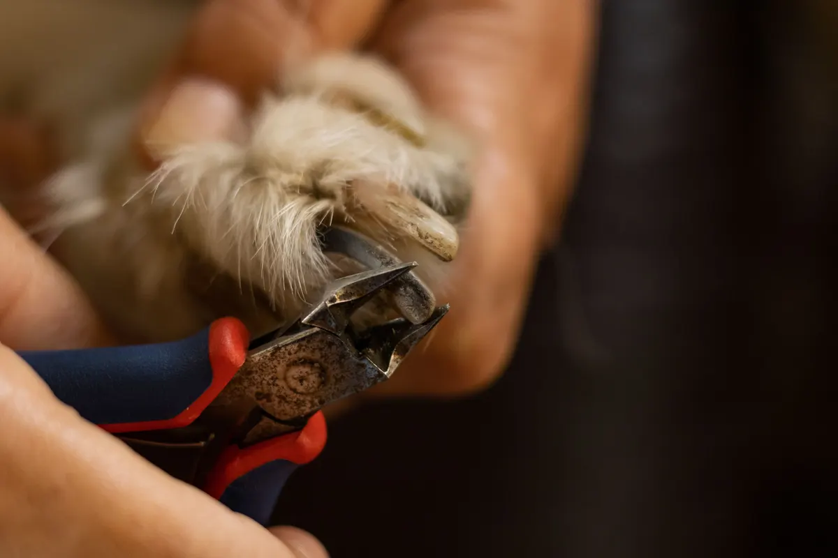 Dog paw and nails, what a dog nail grinder works on