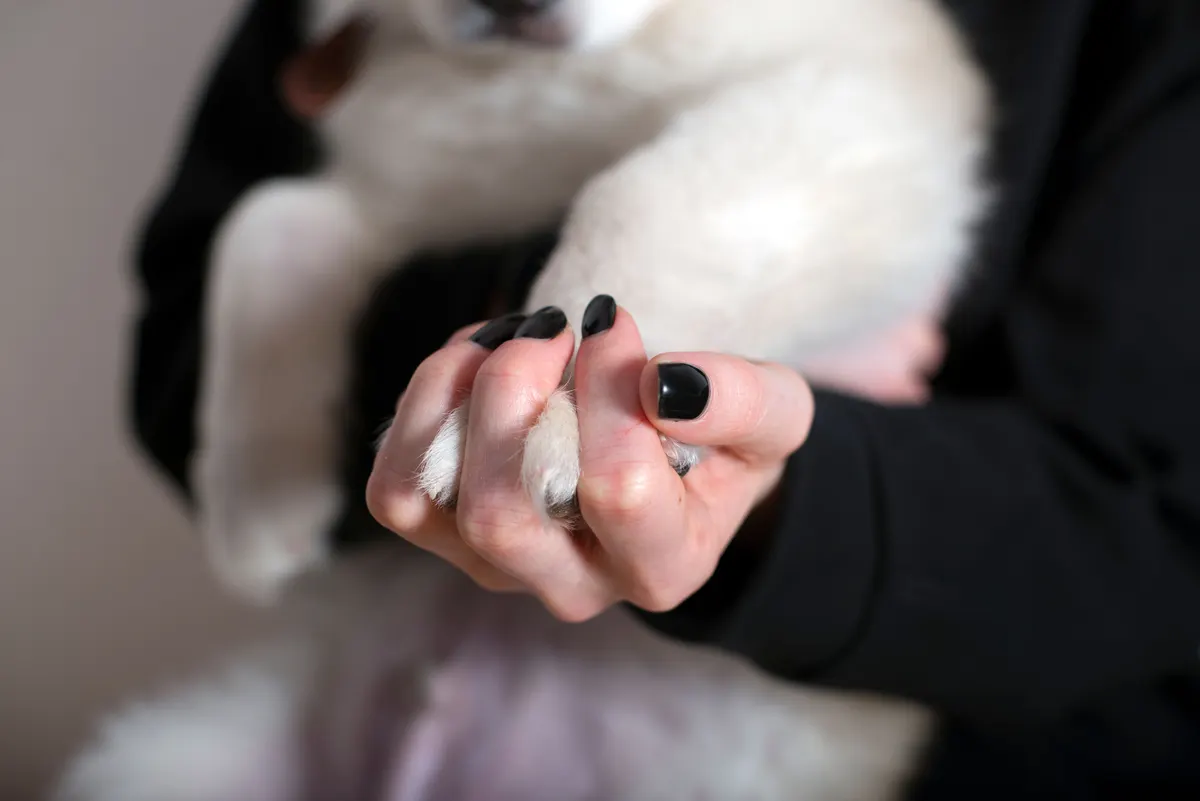 Dog nail grinder in use on a paw, the tap and lift method
