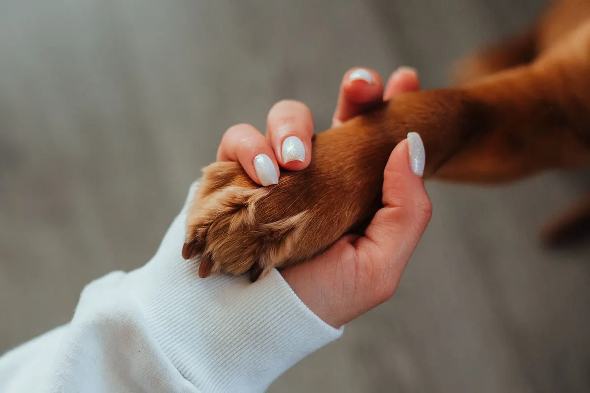 Holding a dog paw, dog nail grinder step one