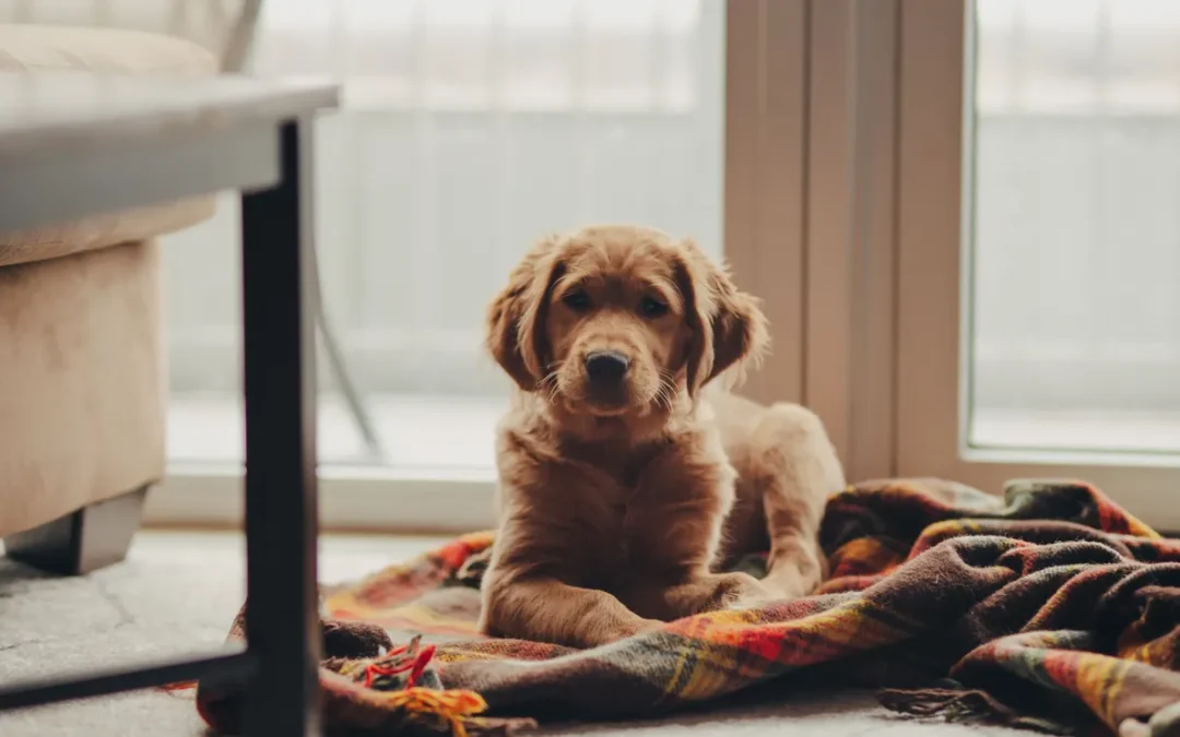 Puppy loose in a living room, the problem an indoor dog playpen solves