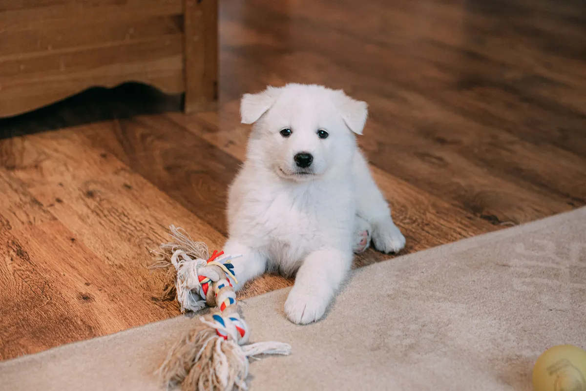 Puppy on a bare wooden floor, the surface a playpen has to grip