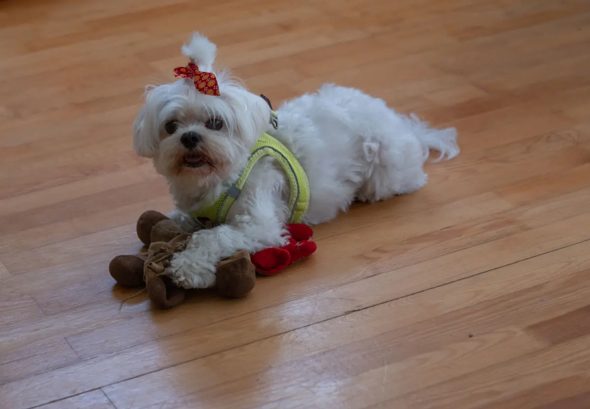Small dog on a hard floor at home, where a folding pen goes