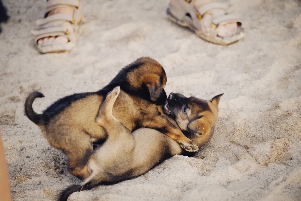 Puppies playing together indoors, what a pen with a floor is for